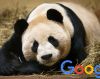 Google Panda 4.2: Saveti za oporavak
